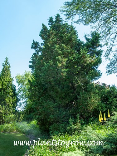'Montana Green' Juniper (Juniperus scopulorum)
Has tighter foliage when it is a younger plant.